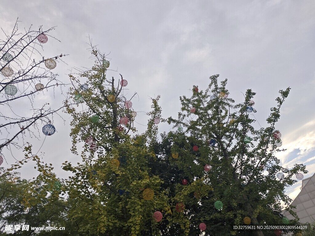 树梢上的天空与装饰球