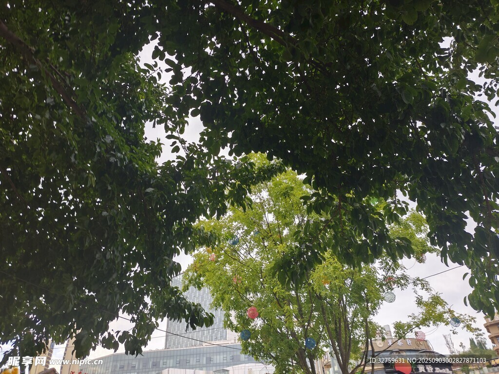 树下街景