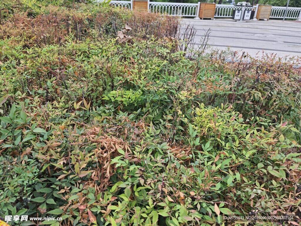 路边多彩繁茂植物景观