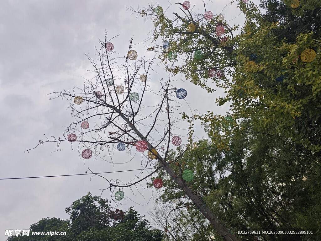 枝头挂果的树木