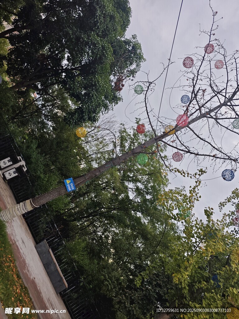 绿树