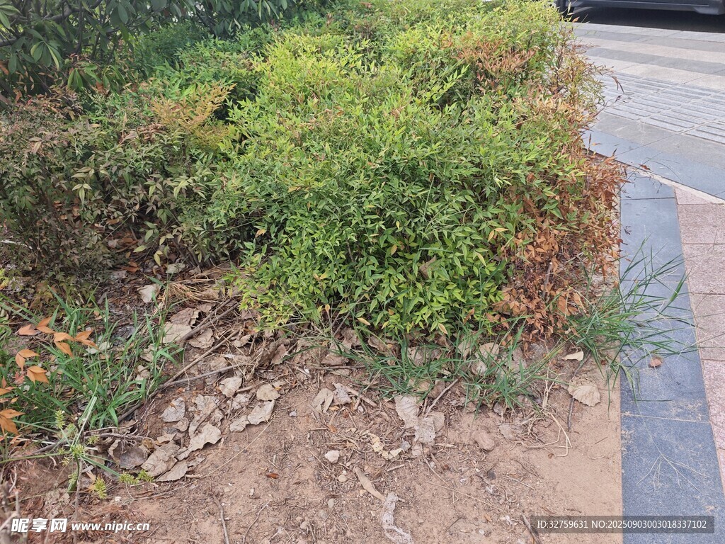 路边绿植景观