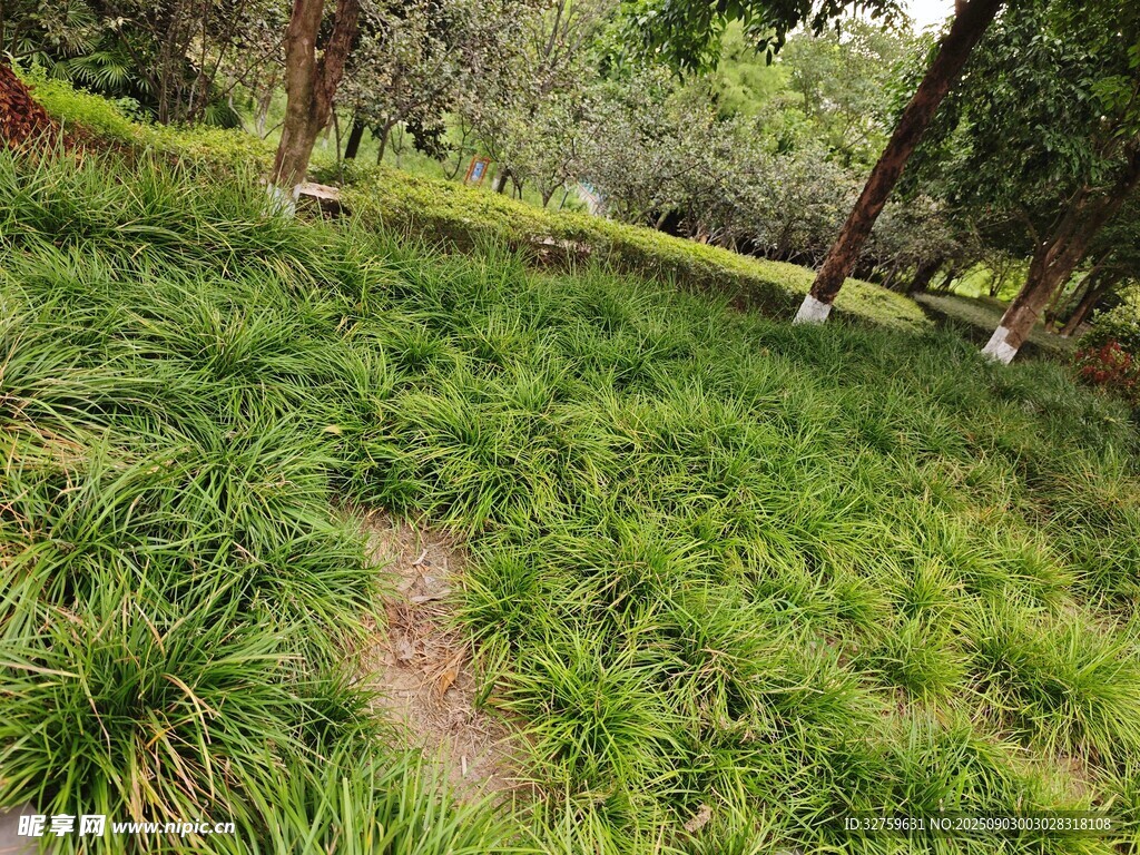 林间葱郁草地小径风光