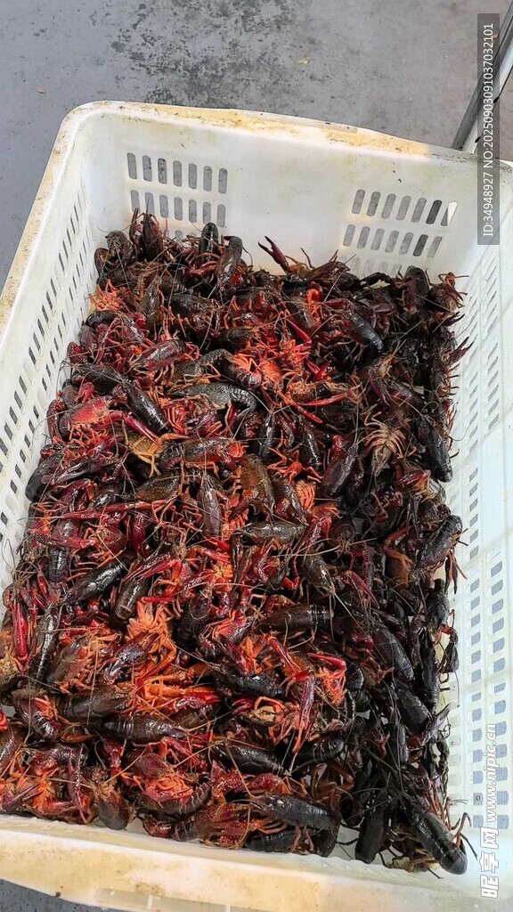 晾晒中的干辣椒