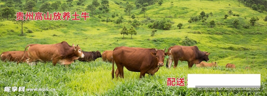 牛灯箱