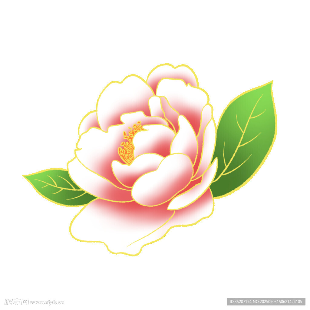 粉色山茶花插画