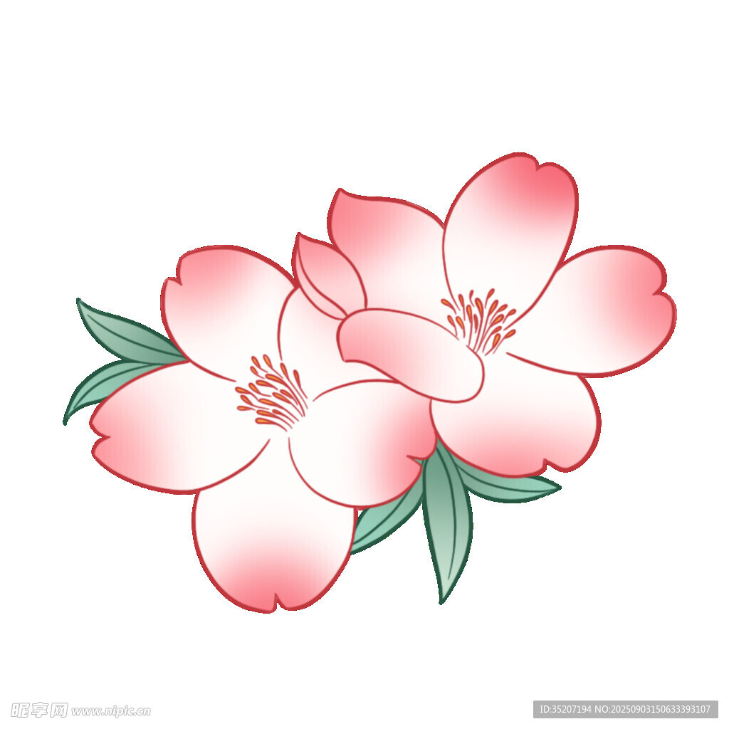 两朵粉嫩樱花插画