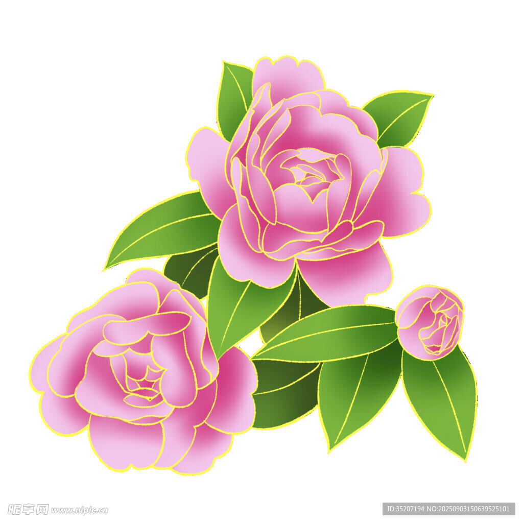 娇艳粉色山茶花插画