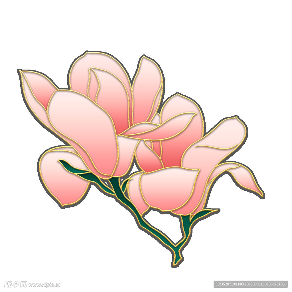 粉色玉兰花插画