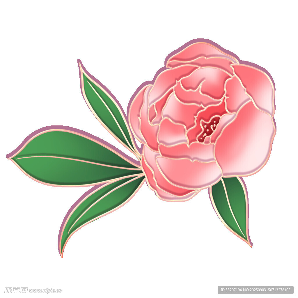 粉色娇艳牡丹花插画