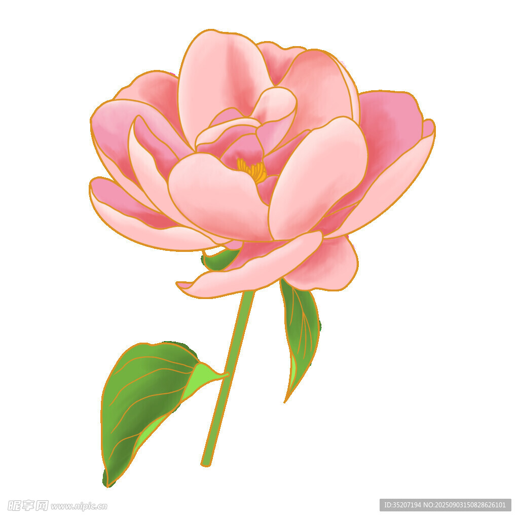 粉色娇艳山茶花插画