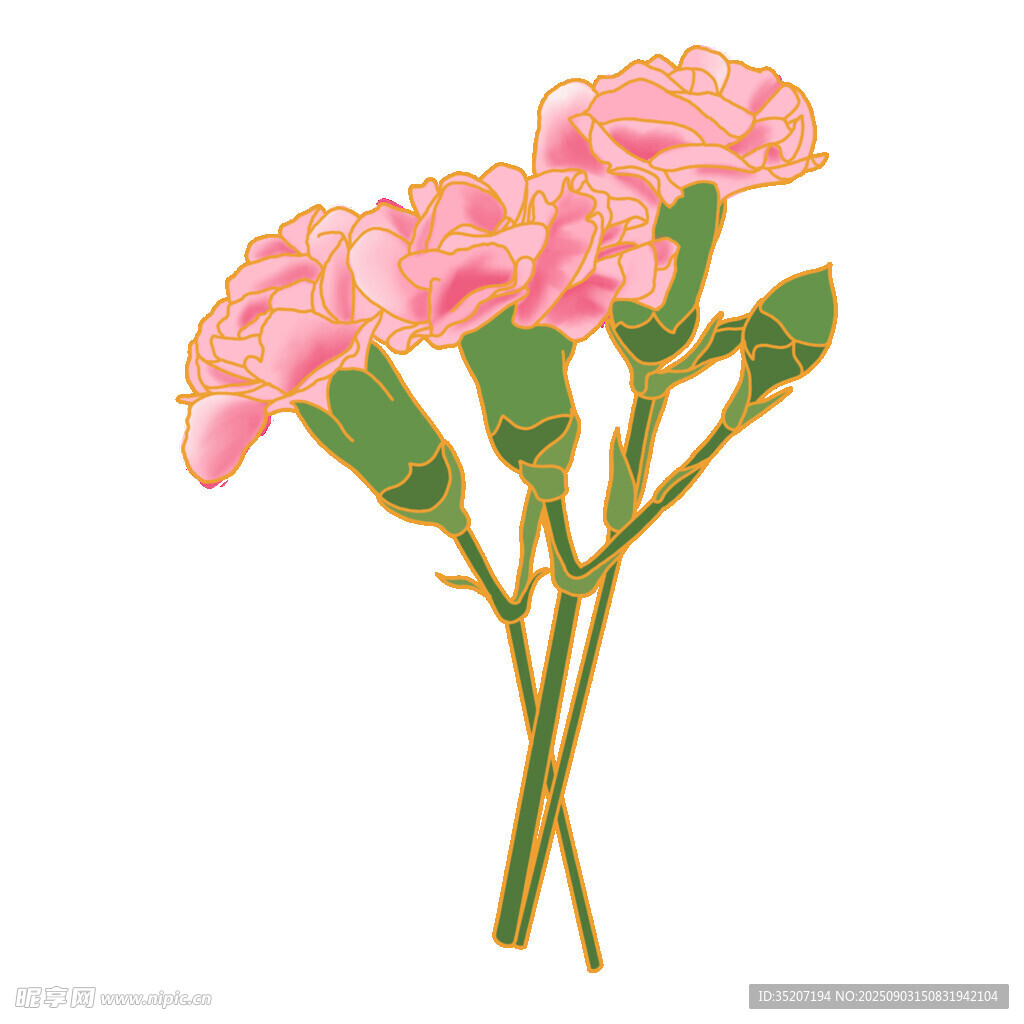 粉色康乃馨插画花朵图