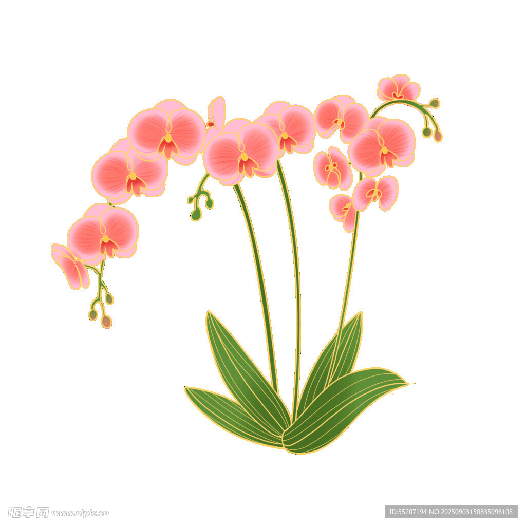 粉色蝴蝶兰插画