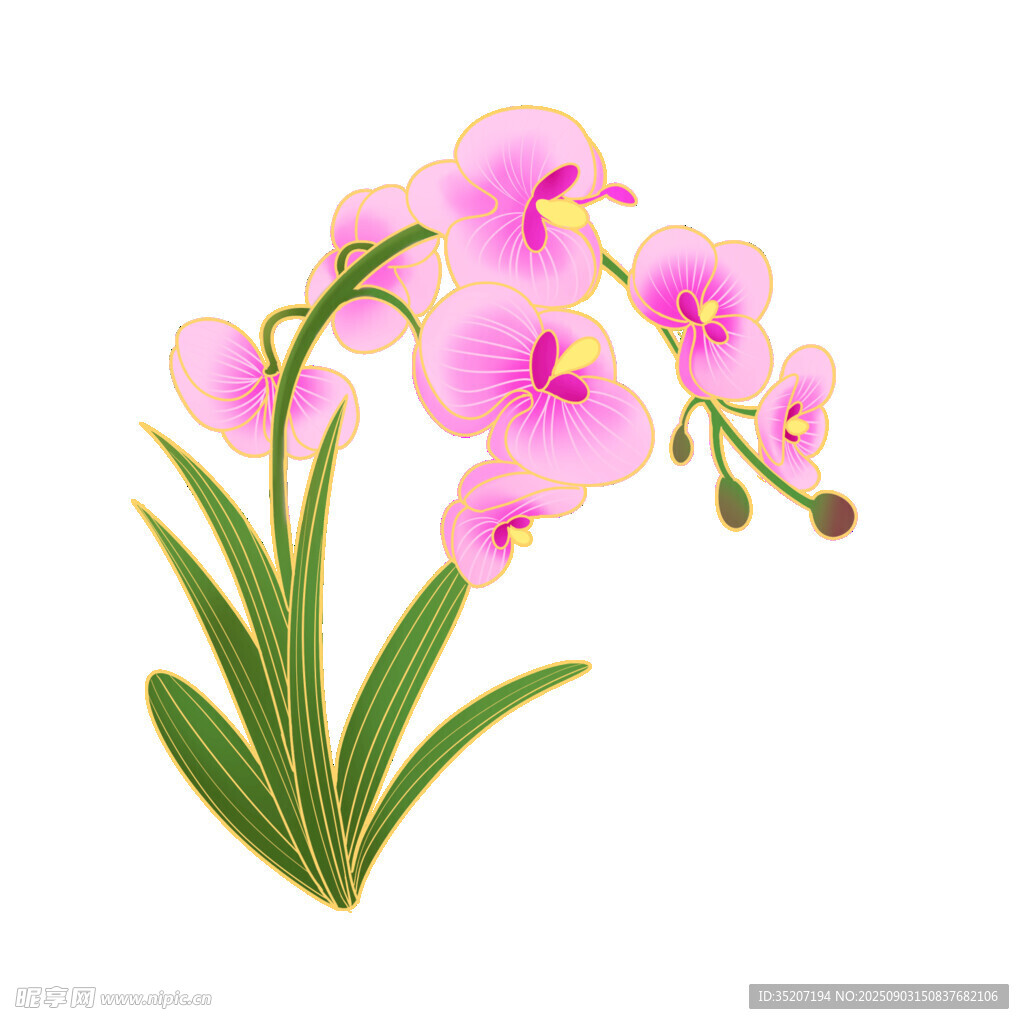 粉色蝴蝶兰插画