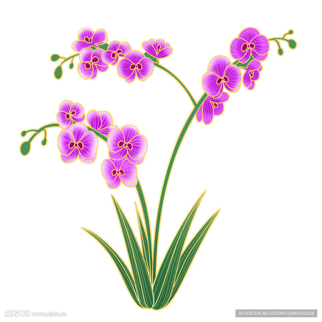 紫色兰花插画