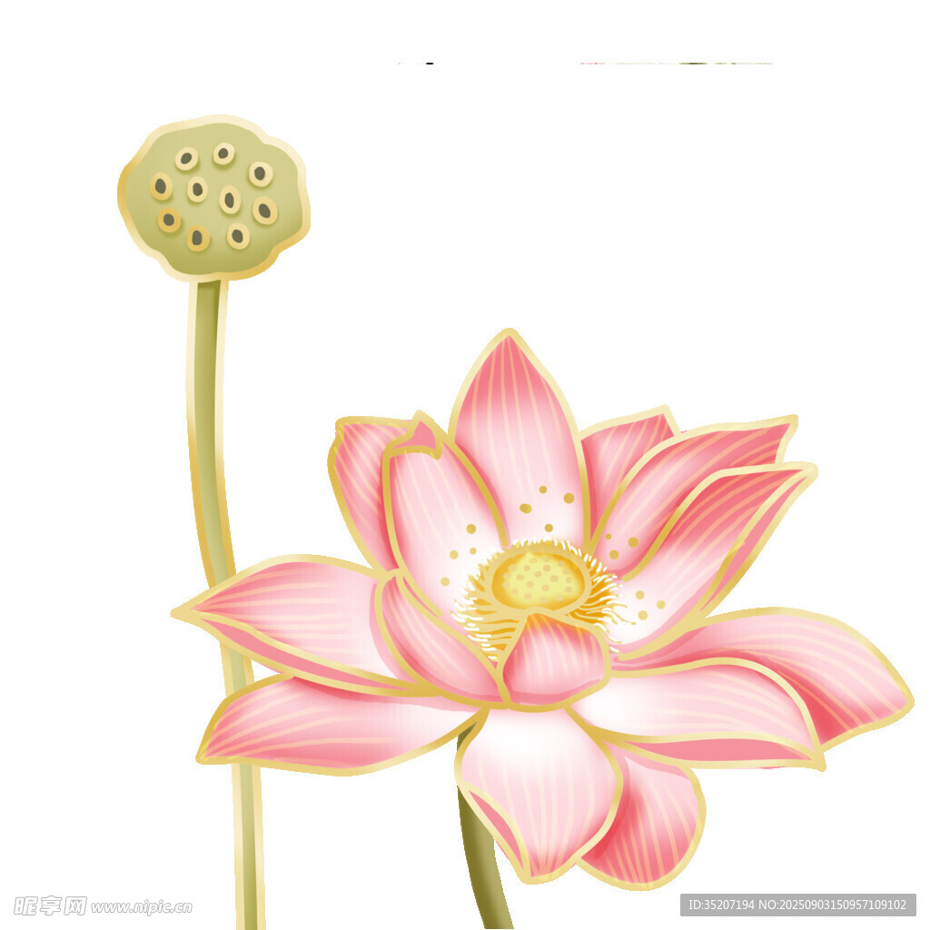 手绘粉色莲花插画