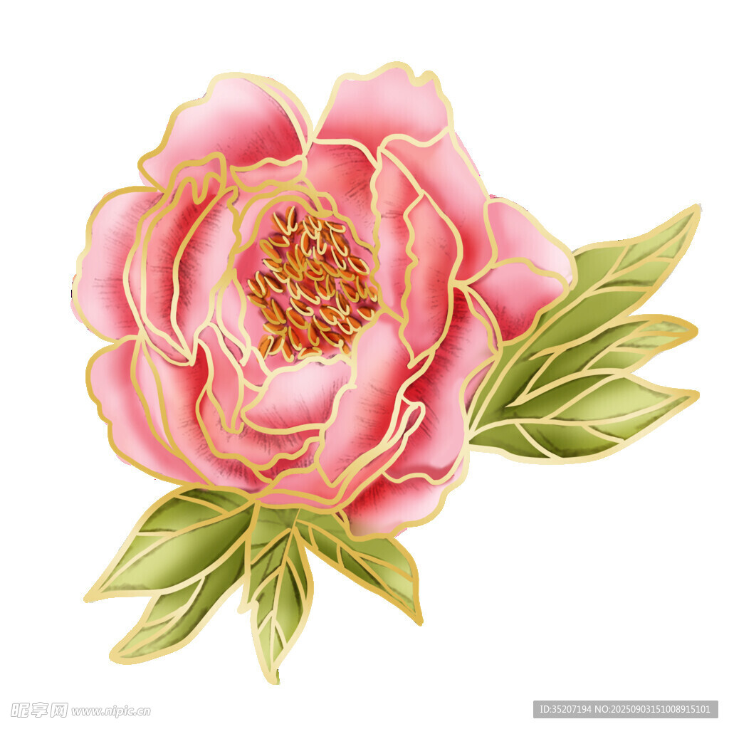 粉色牡丹花插画