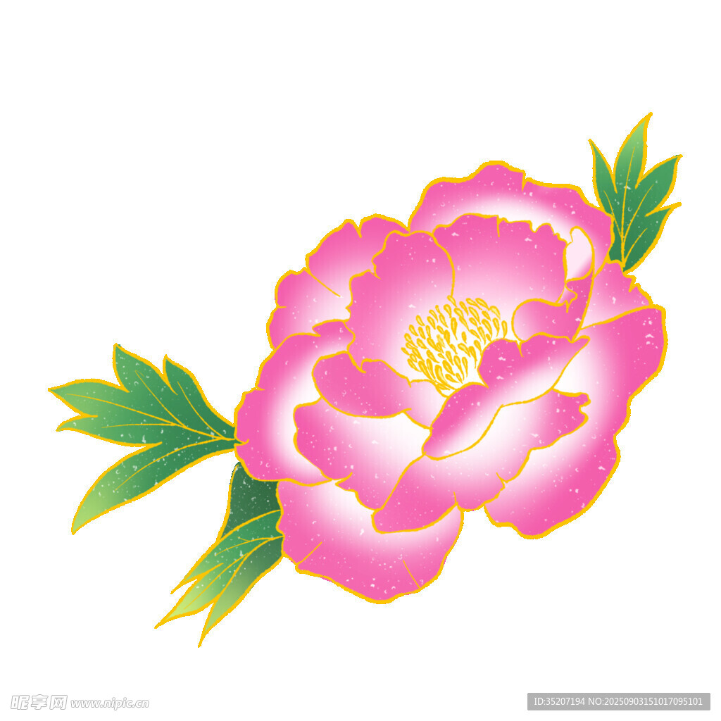 粉色牡丹花插画