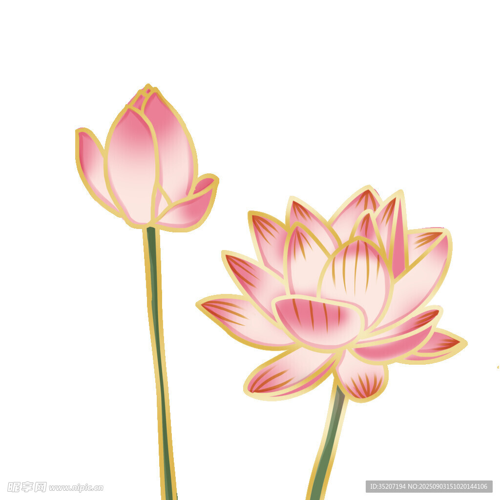 双朵精美粉色莲花插画
