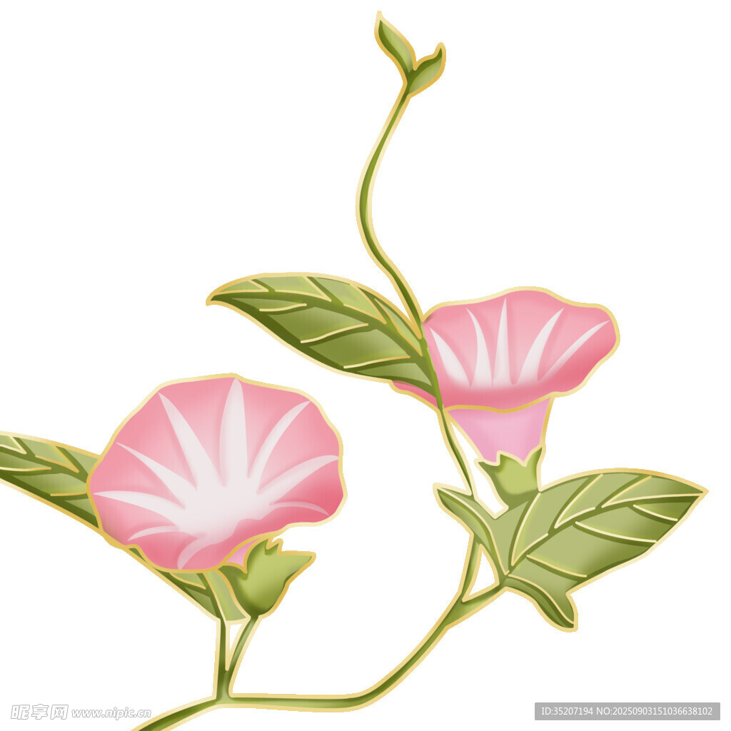 粉色牵牛花插画
