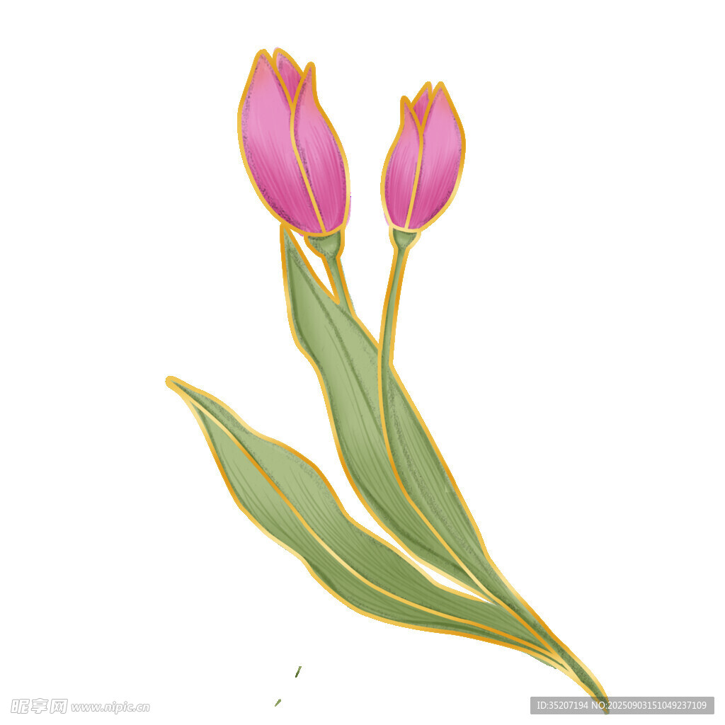 两朵粉色郁金香插画