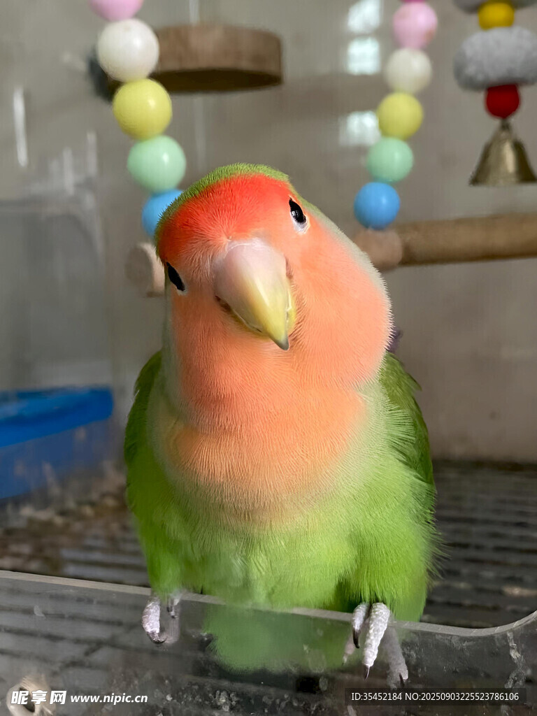 鹦鹉