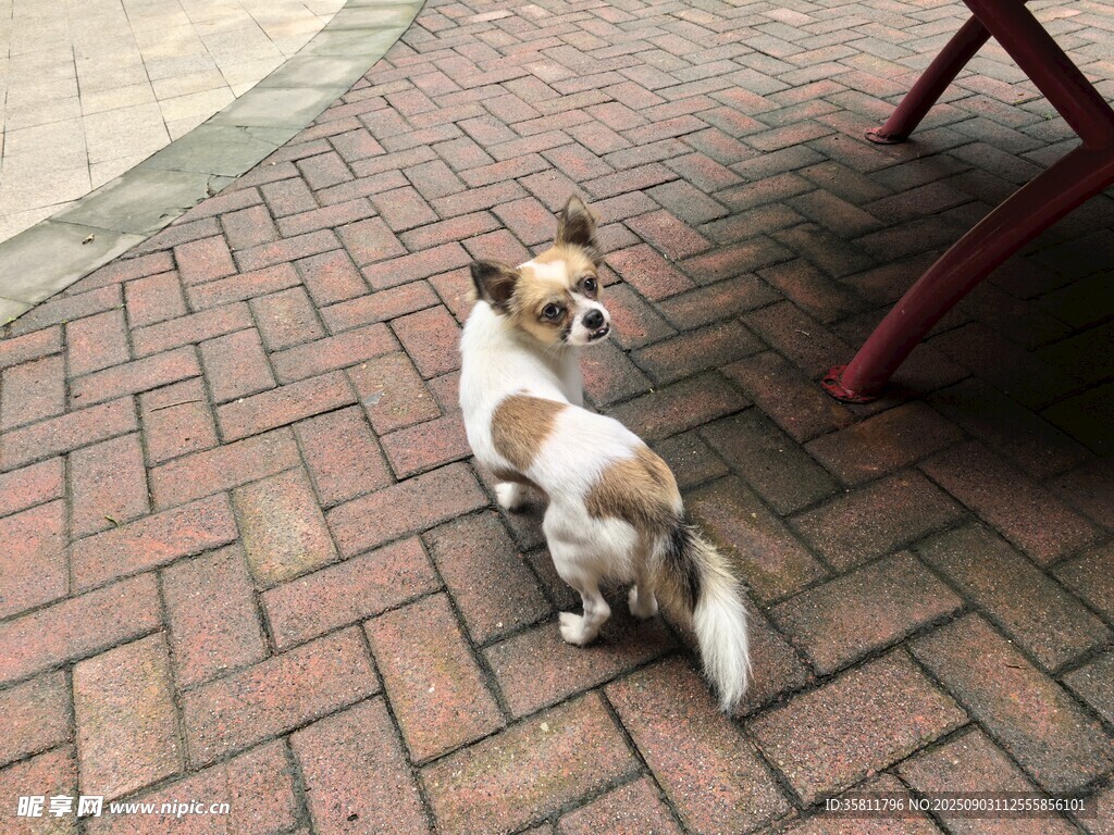 小狗