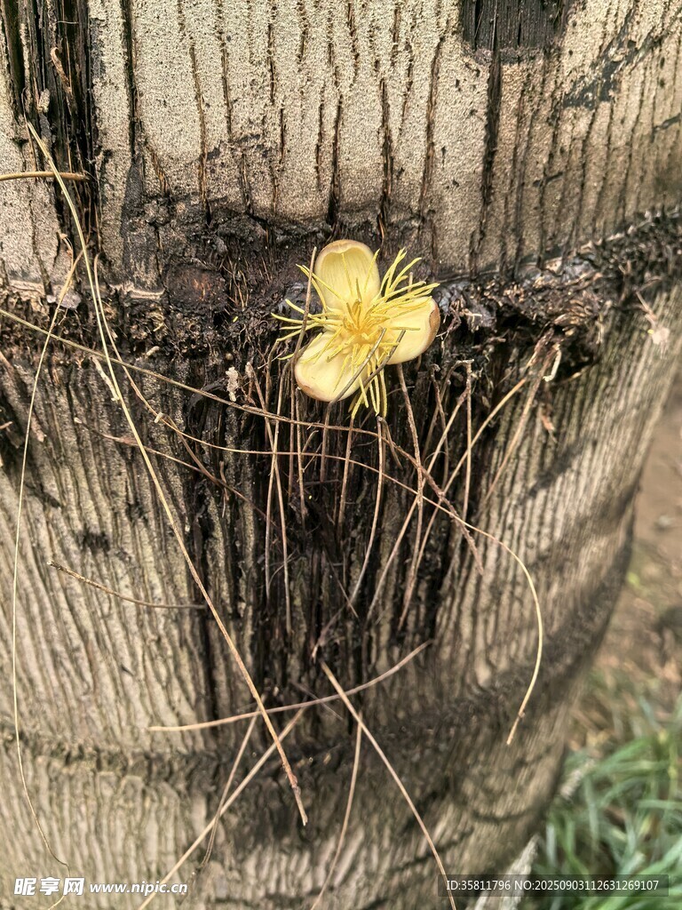 绽放的黄色小花