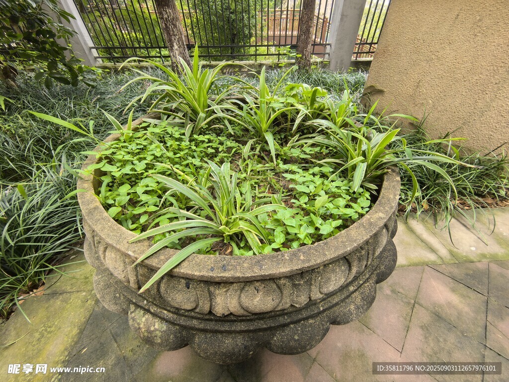 古朴花盆中的翠绿植物