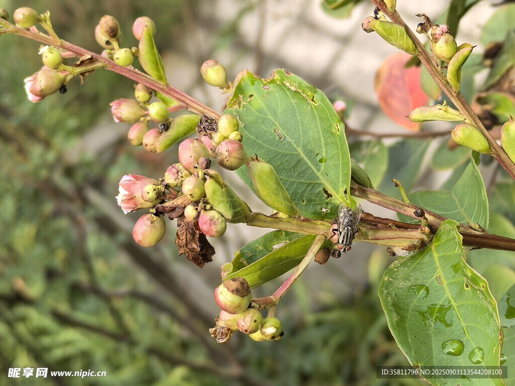 蜜蜂采蜜于繁花绿叶间