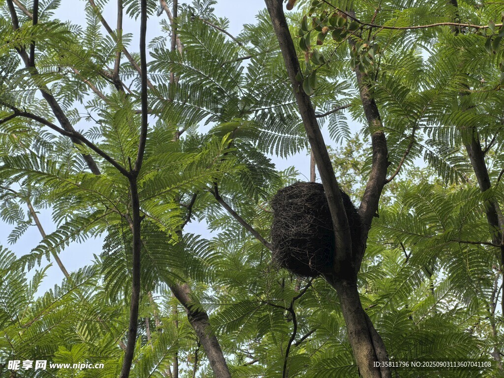 树上的鸟巢