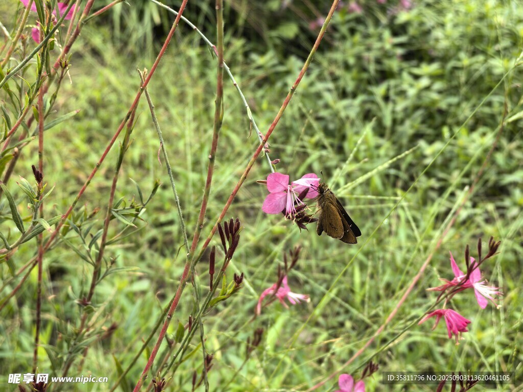 花丛中的蝴蝶