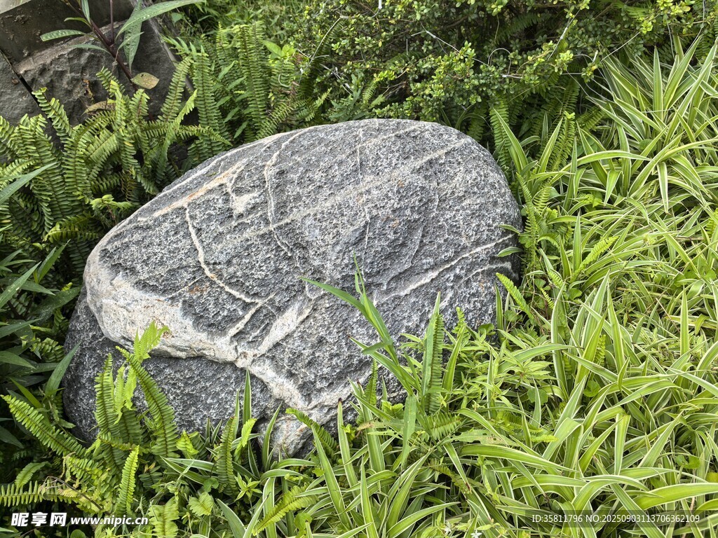 草地上的灰色石头