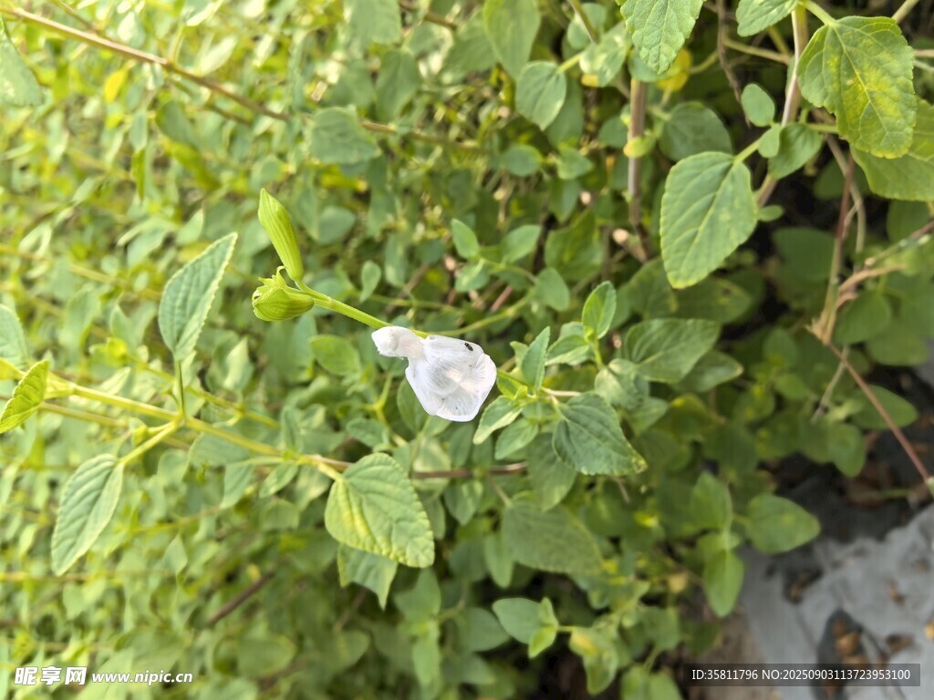 绿叶丛中的白色小花