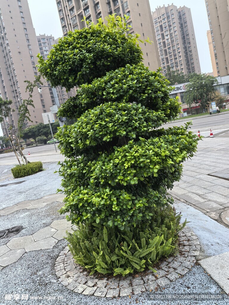 城市中的独特造型绿植景观