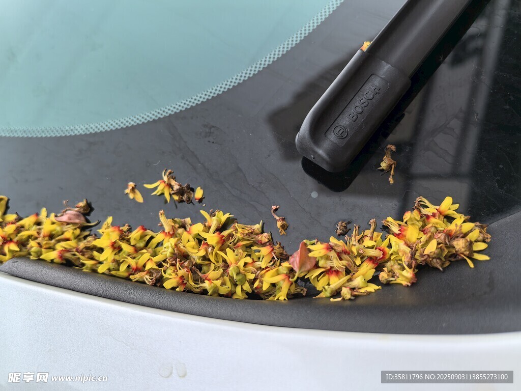 车窗上的缤纷落花