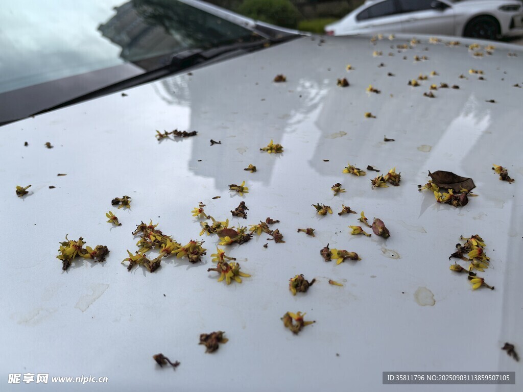 车顶布满黄色花