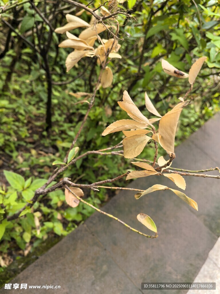 路边枯黄树叶与绿植相伴