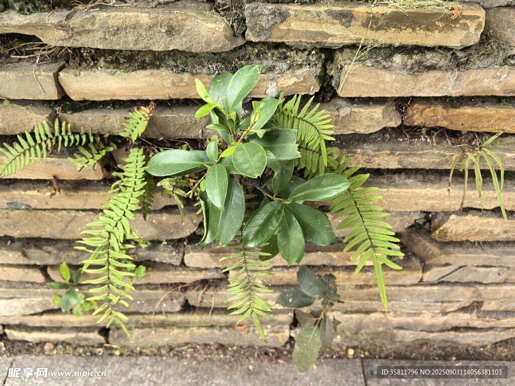 石墙缝隙生长的翠绿蕨类植物
