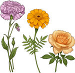 花卉插画