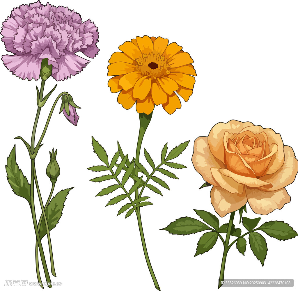 花卉插画