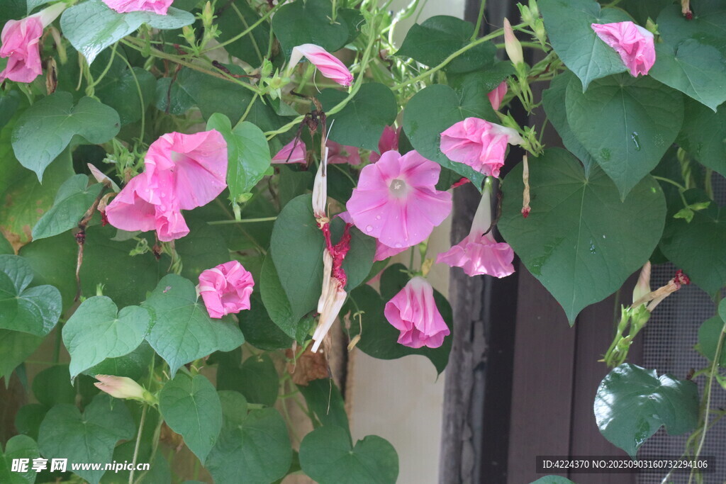 牵牛花