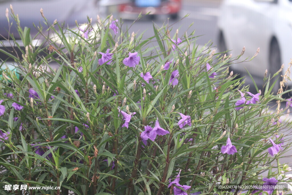 蓝花草