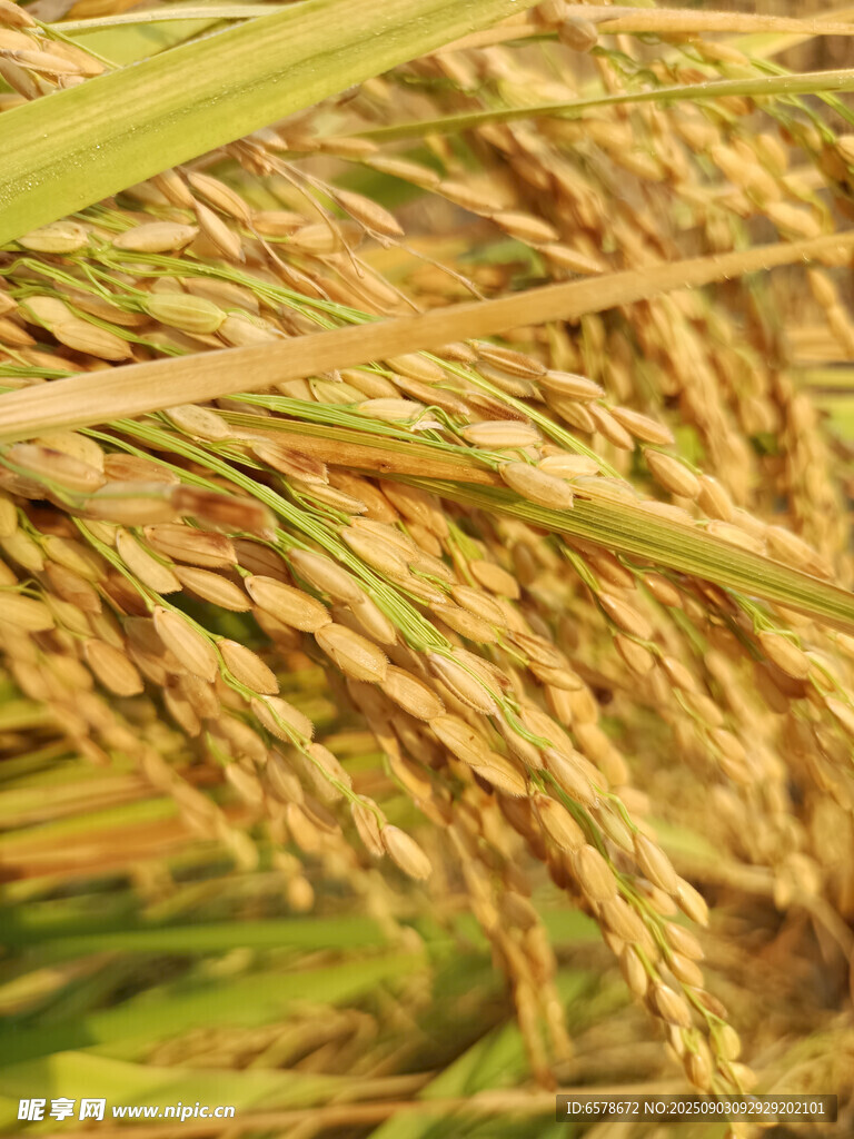 水稻