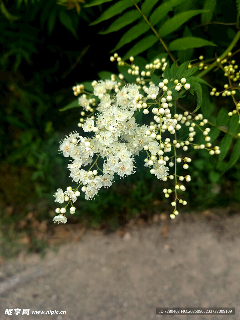 路边绽放的白色小花
