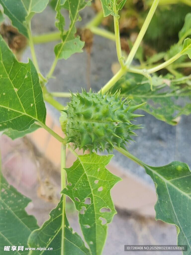 带刺的绿色植物果实