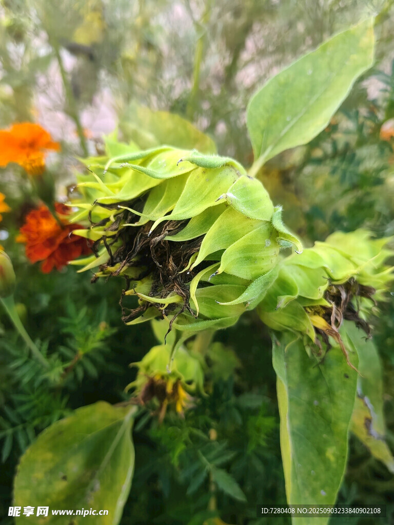 绿叶间的多彩植物