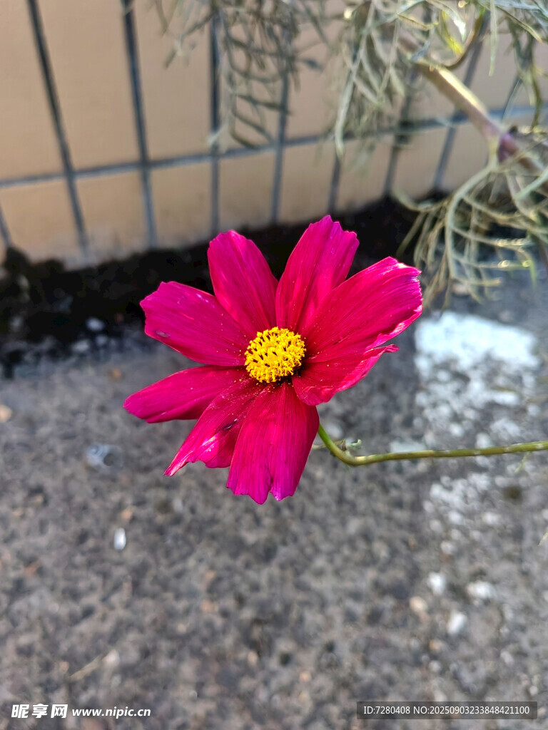 单朵玫红小花绽放