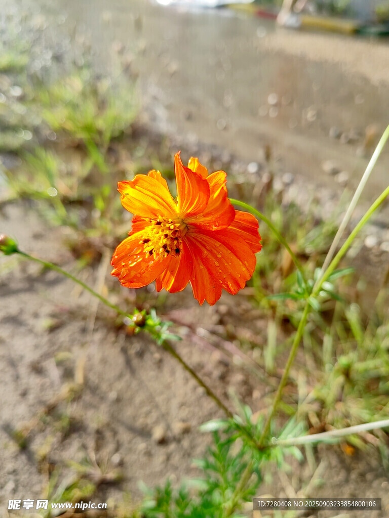 田野中的艳丽橙色小花