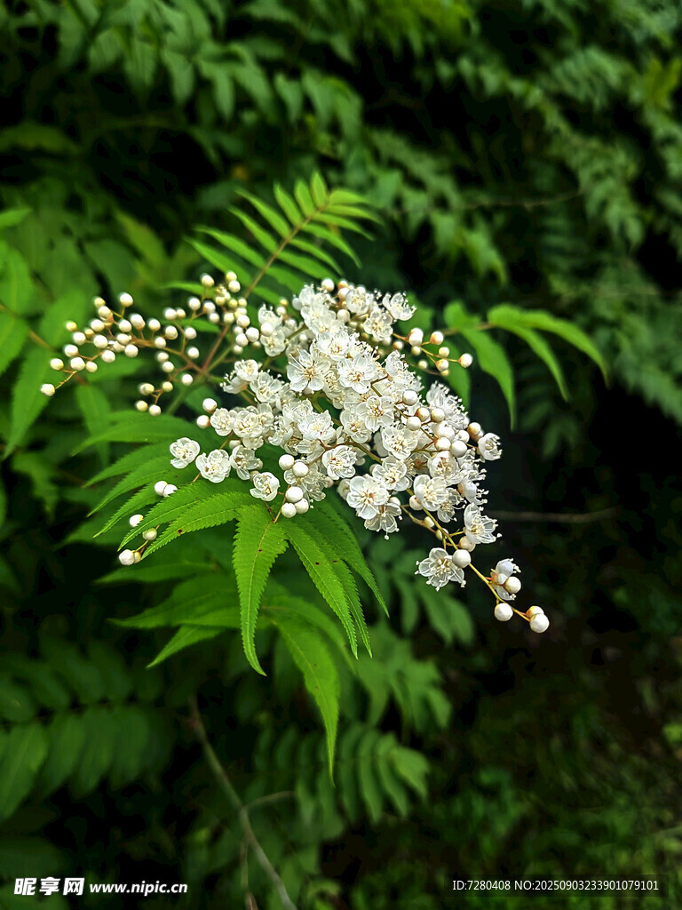 枝头绽放的白色小花
